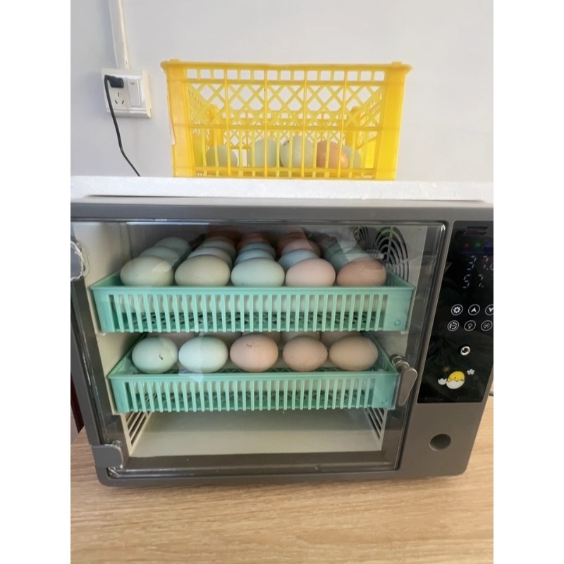 Fabrycznie Nowy 2026 W pełni A – Quail Egg Incubator recenzja i cena