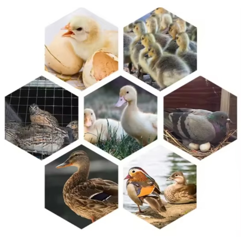 Maszyna do inkubacji jaj drobi – Poultry Incubator recenzja i cena